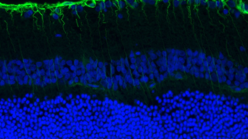 fluorescent labeled cell layer
